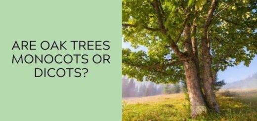 Are Oak Trees Monocots or Dicots Nigeriantech.com.ng