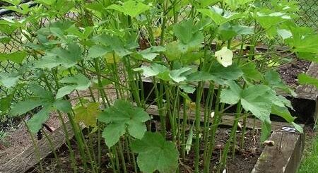 How to grow okra in a pot in Nigeria Nigeriantech.com.ng