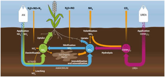 Characteristics of Nitrogenous Fertilizers in Nigeria Nigeriantech.com.ng