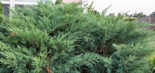 How to remove juniper bushes in nigeria Nigeriantech.com.ng