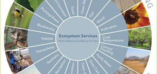 Types of Eco system services in Nigeria Nigeriantech.com.ng