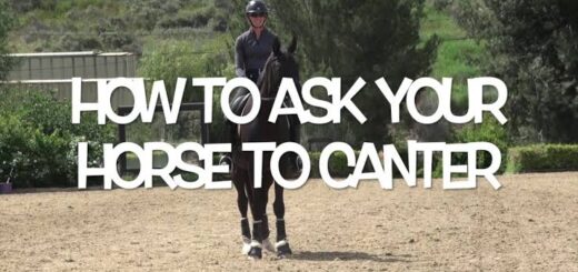 How to ask for canter in horses in Nigeria Nigeriantech.com.ng