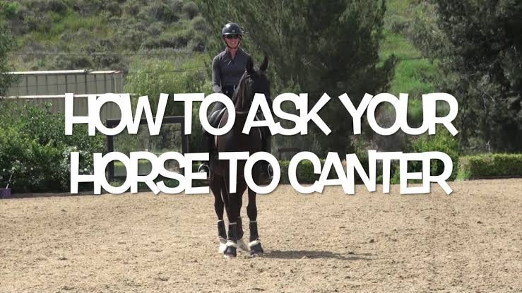 How to ask for canter in horses in Nigeria Nigeriantech.com.ng