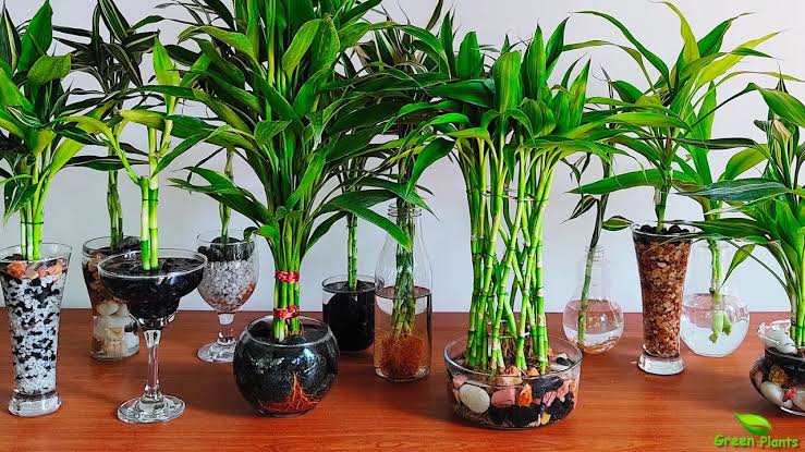 How to grow bamboo in water in Nigeria Nigeriantech.com.ng